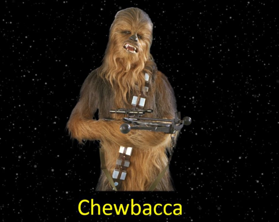 chewie.jpg